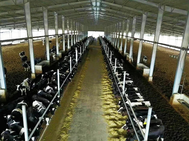 stalla di vacca