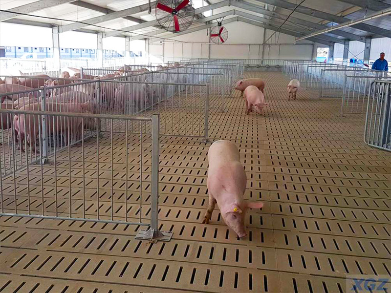 peternakan babi